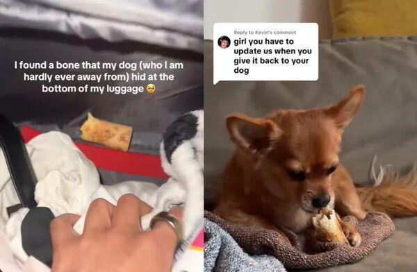 ！毛孩子偷偷塞了件东西全网都被暖哭了…pg电子娱乐平台出差打开行李箱直接泪崩(图2)